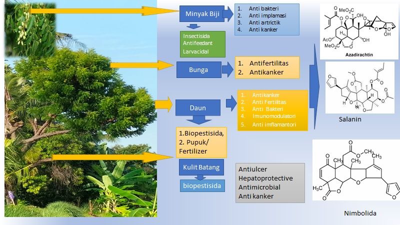Intaran Tree Biopestisida dari Pohon Intaran (Azadirachta indica) Halaman 1 ...