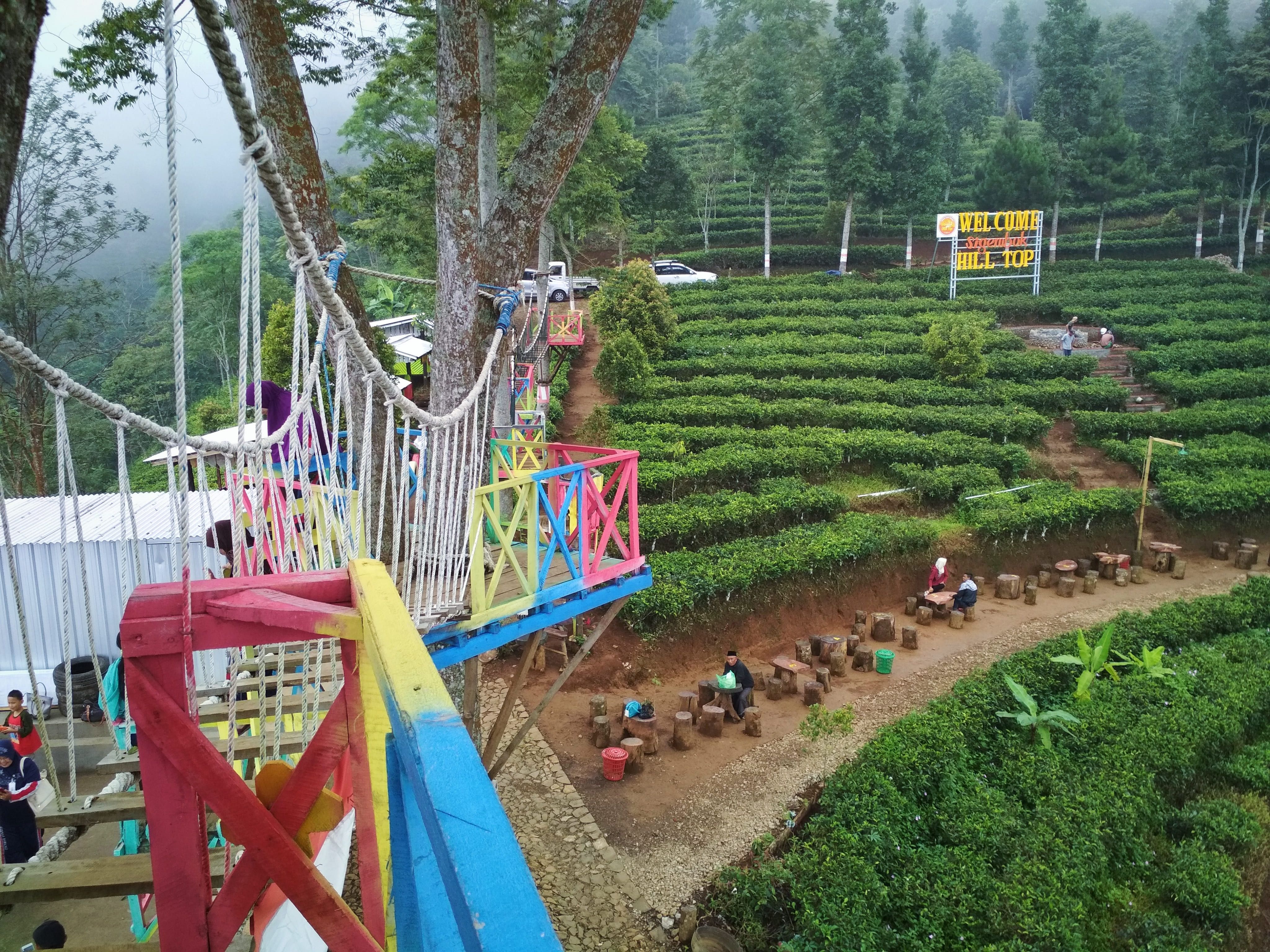 Pesona Wisata Sigembok Hill Top, Paduan Hijaunya Kebun Teh Dengan Hutan ...