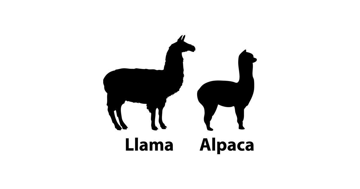 Tahukah kamu Llama dan Alpaca adalah Hewan yang Serupa tapi Tak