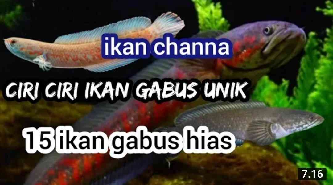 Ikan Channa Vs Ikan Gabus || Ciri-Ciri Ikan Gabus Channa~15 Jenis Ikan ...