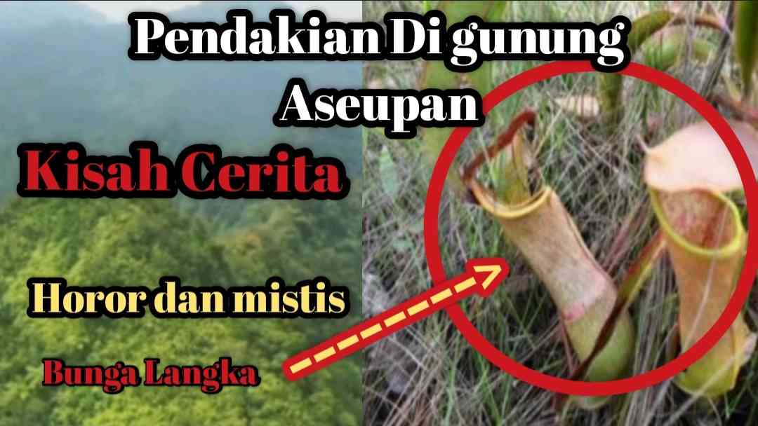 Kisah Cerita Misteri Seorang Pendaki Di Gunung Aseupan Yang Bernuansa ...