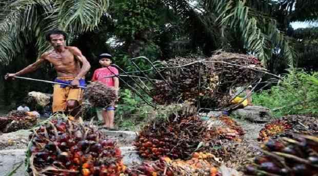 Petani Kelapa Sawit Menjerit - Kompasiana.com