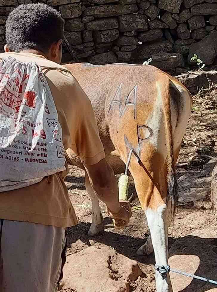 Sapi Timor Tradisi Malak dan Het Lukef Sapi di Biboki, Timor Halaman 1 ...