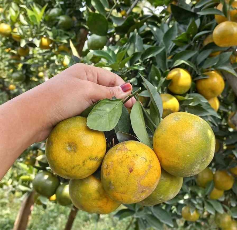 Eksisnya Wisata Petik Jeruk di Malang - Kompasiana.com