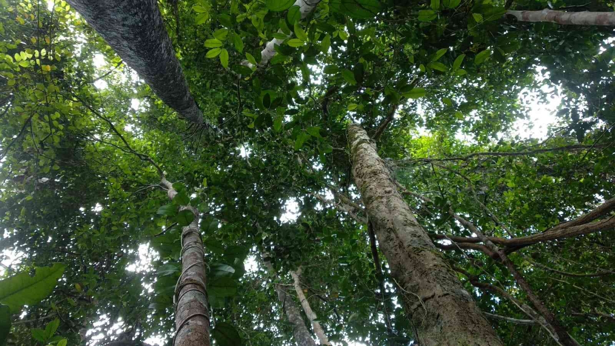 Hutan Rimbsa Rinduku Rimba Raya yang Bahagia Halaman 1 - Kompasiana.com
