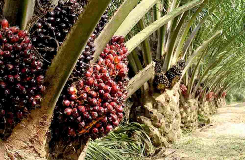 Kondisi Ekspor dan Impor Kelapa Sawit Indonesia Tahun 2020 - Kompasiana.com