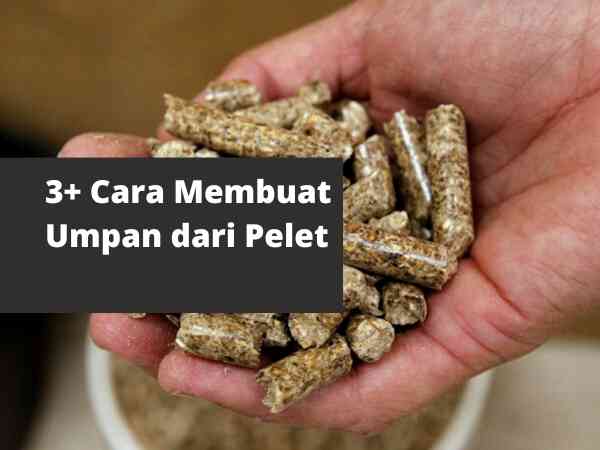 Mudah, cara membuat umpan ikan dari pelet 