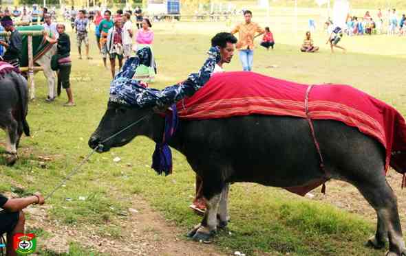 Kerbau, Hewan Ritual Kematian di Sumba - Kompasiana.com