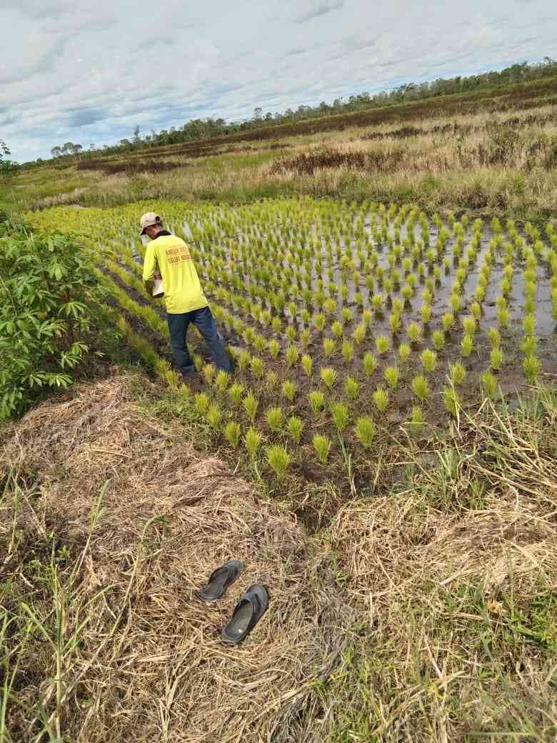 Pemanfaatan Lingkungan Lahan Basah Untuk Meningkatkan Perekonomian ...