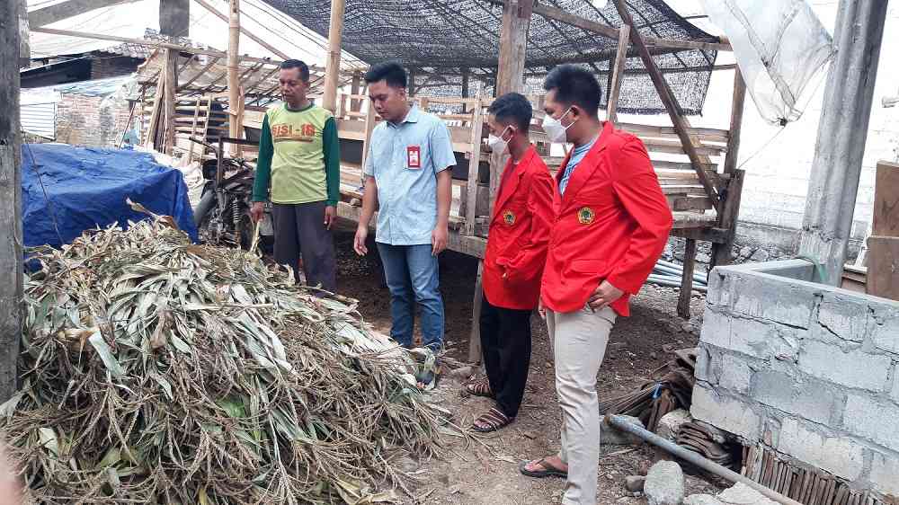 Penyuluhan Pemanfaatan Limbah Pertanian Sebagai Pakan Ternak Alternatif ...