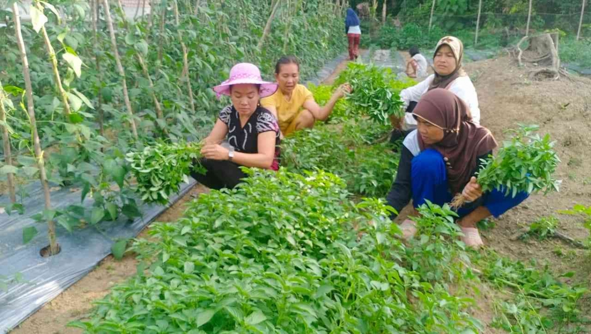 Pemberdayaan Kelompok Perempuan Tani: Meningkatkan Akses terhadap Sumber Daya dan Pembiayaan
