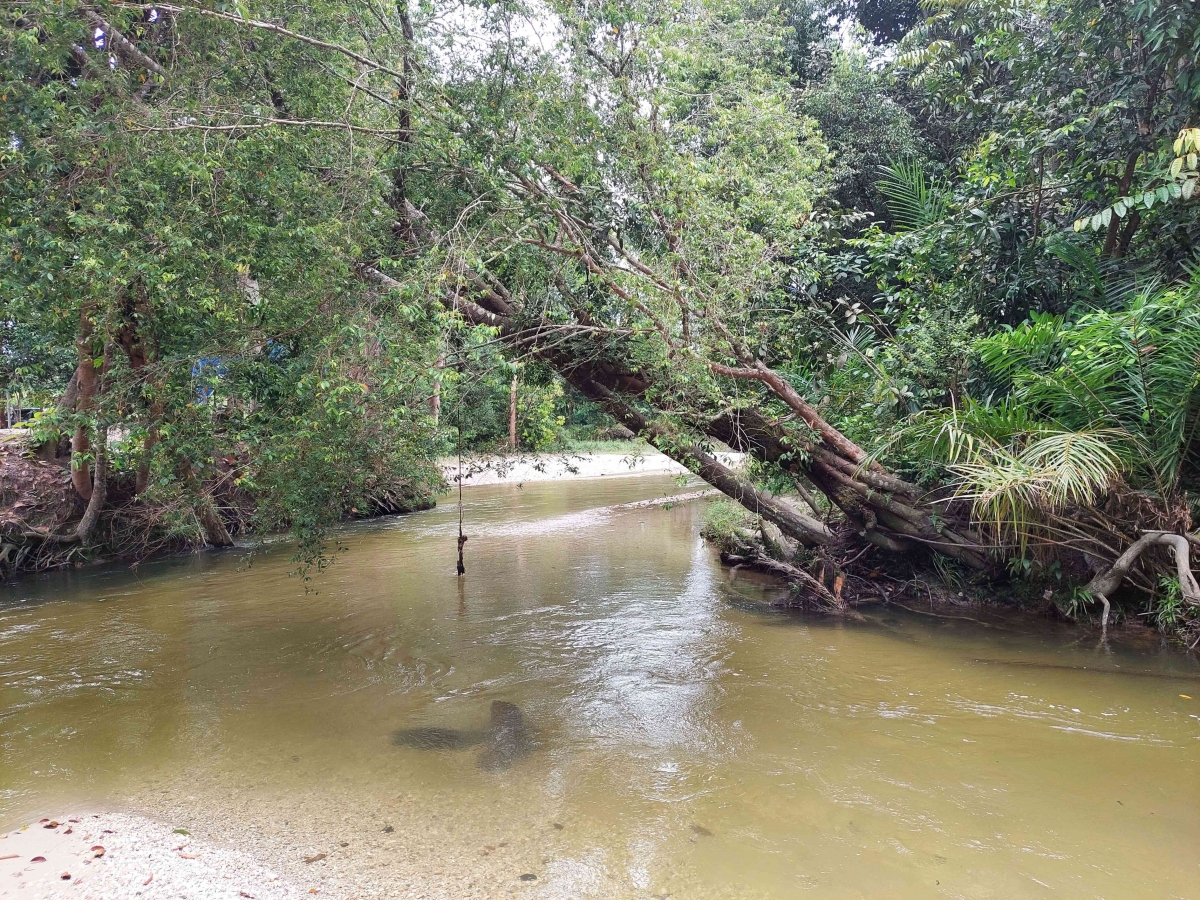 Gambar Mengenal Hutan Adat Imbo Putui