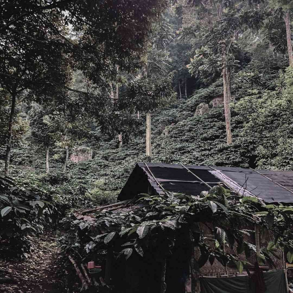 Cara Memulai Bisnis Perkebunan Kopi Cara Memulai Bisnis Perkebunan Kopi