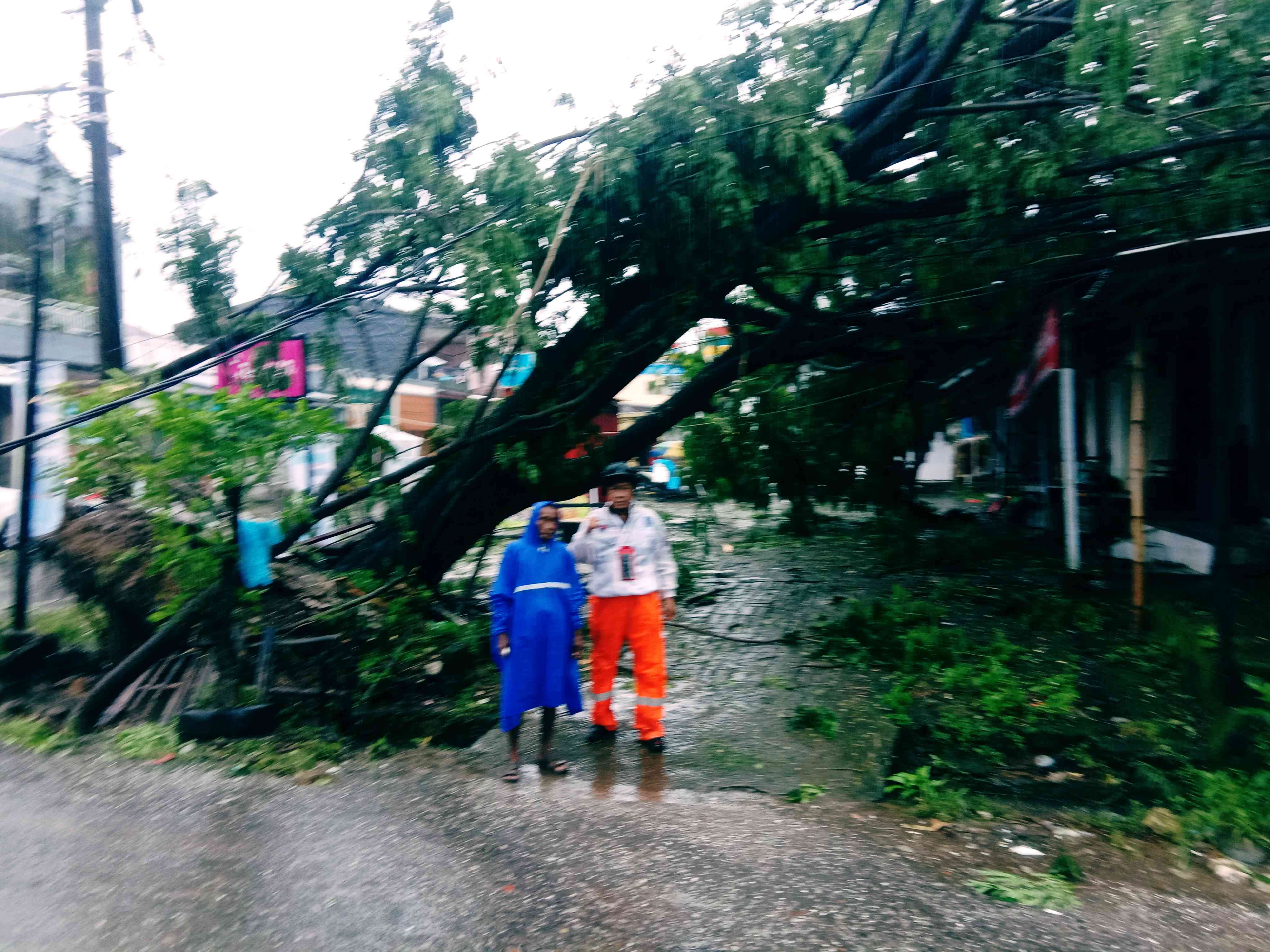 Hujan Lebat Dan Angin Kencang Tumbangkan 47 Pohon Di Kota Makassar ...