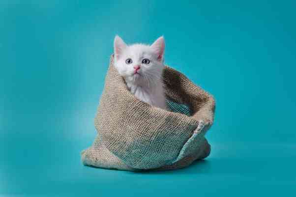 kucing-dlm-karung-63e75bb008a8b54e9418b772.jpg