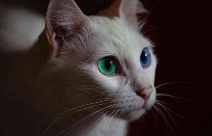 Kucing Add Eye 3 Fakta Menarik Kucing Odd Eye Banyak Menyita Perhatian Cat Lovers ...