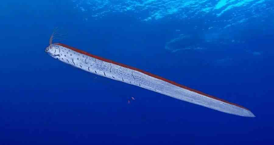 Kemunculan Oarfish dan Mitos Bencana - Kompasiana.com