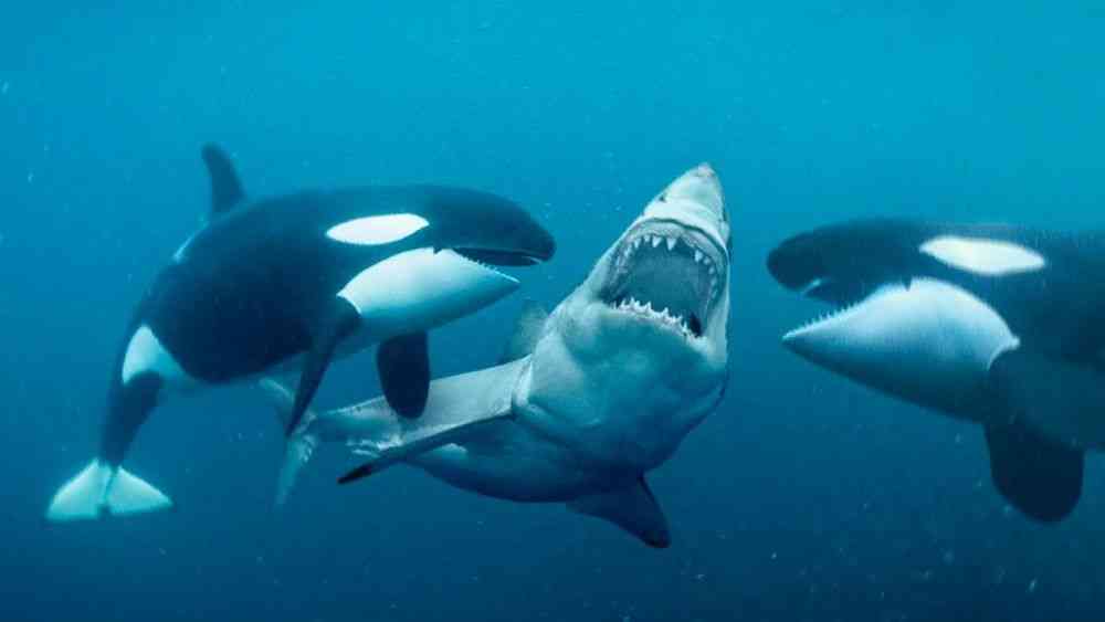 Mematikan dan Ganas, Adu Kekuatan Paus Orca Melawan Hiu Putih ...