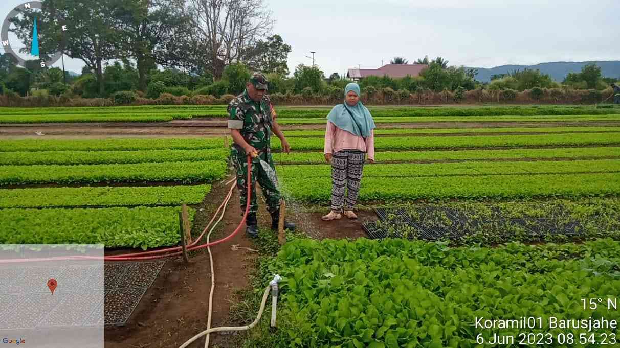 Warga Didampingi Babinsa Koramil 01/Barusjahe Rerawat Bibit Tanam ...