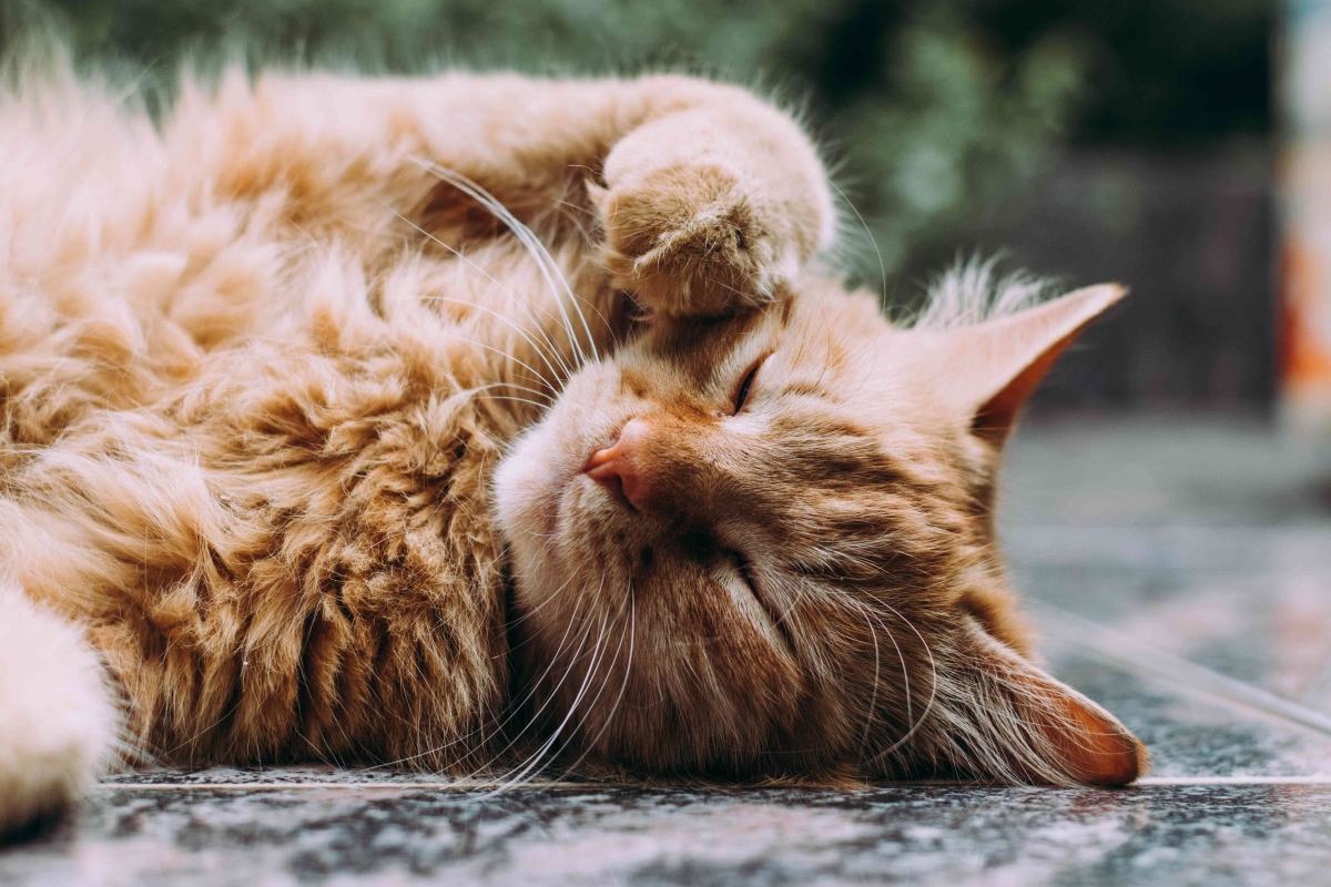 5 Jenis Kucing Ras yang Cocok untuk Keluarga Halaman 1 - Kompasiana.com