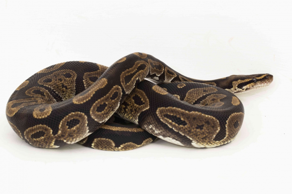 Hewan Python Manfaat dan Bahaya Ular: Pengendali Populasi Hewan Pengerat Hingga ...