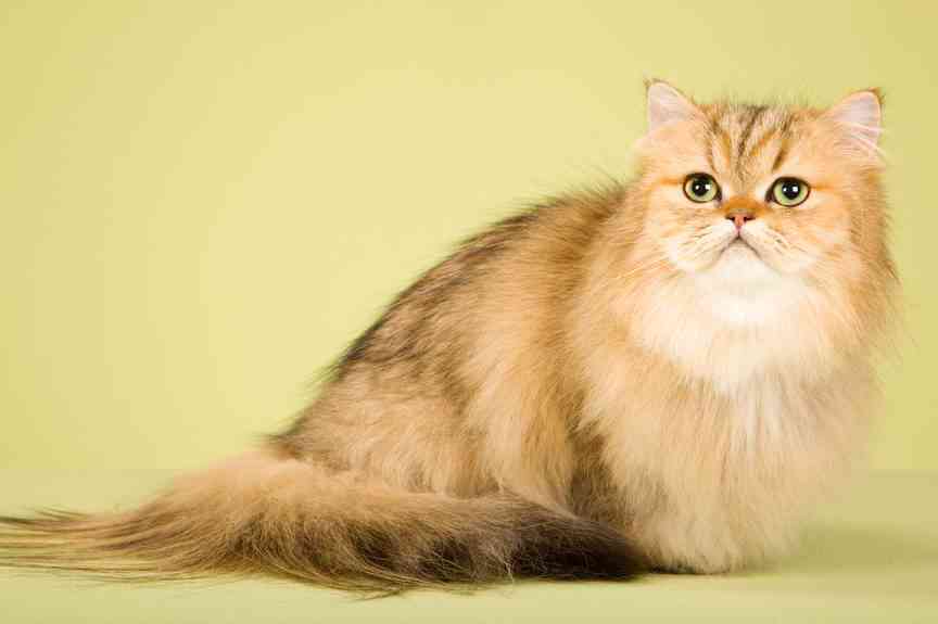 Kucing Gold Seekor Kucing Piaraan yang Hilang dan Terawangan Cenayang Halaman 1 ...