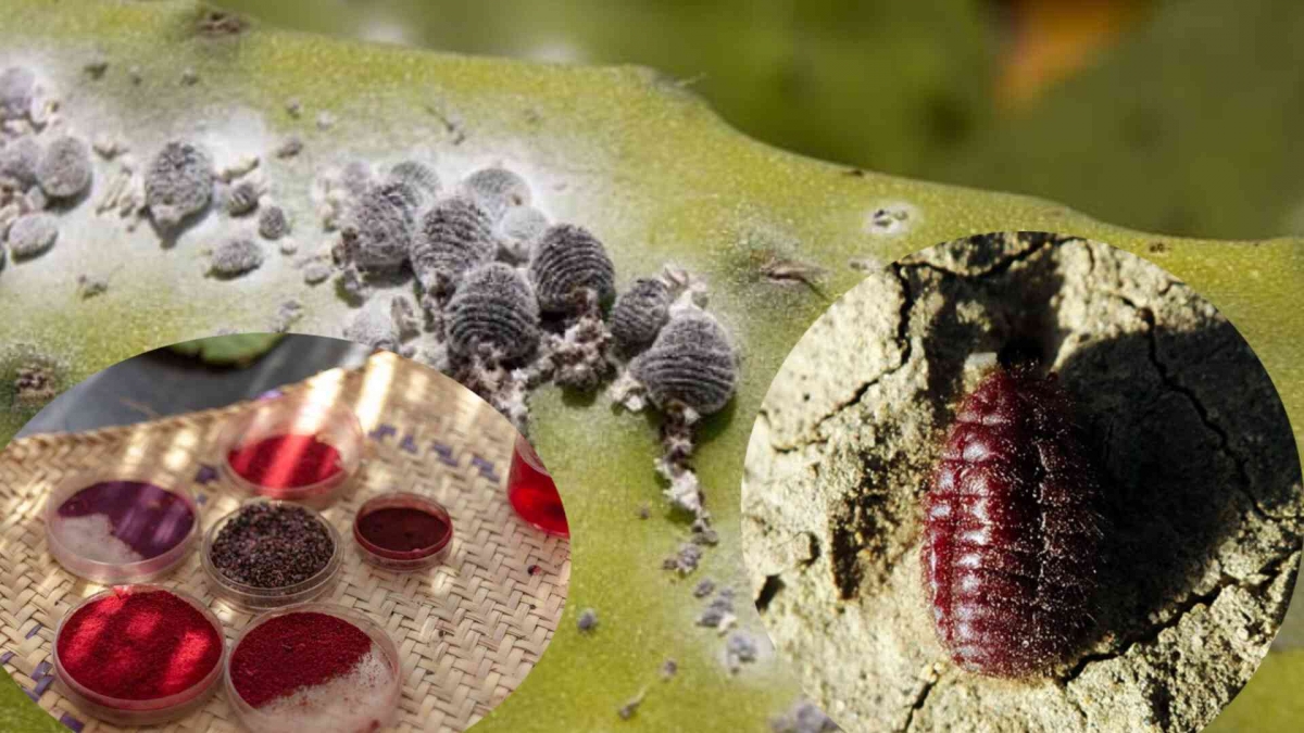 Mengenal Pewarna Alami Merah Karmin dari Serangga Cochineal Halaman 1 ...