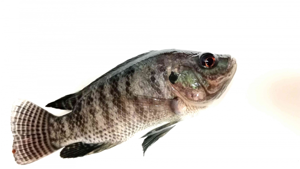 Ikan Neptunea Roding Budidaya Perikanan yang Sangat Potensial - Kompasiana.com