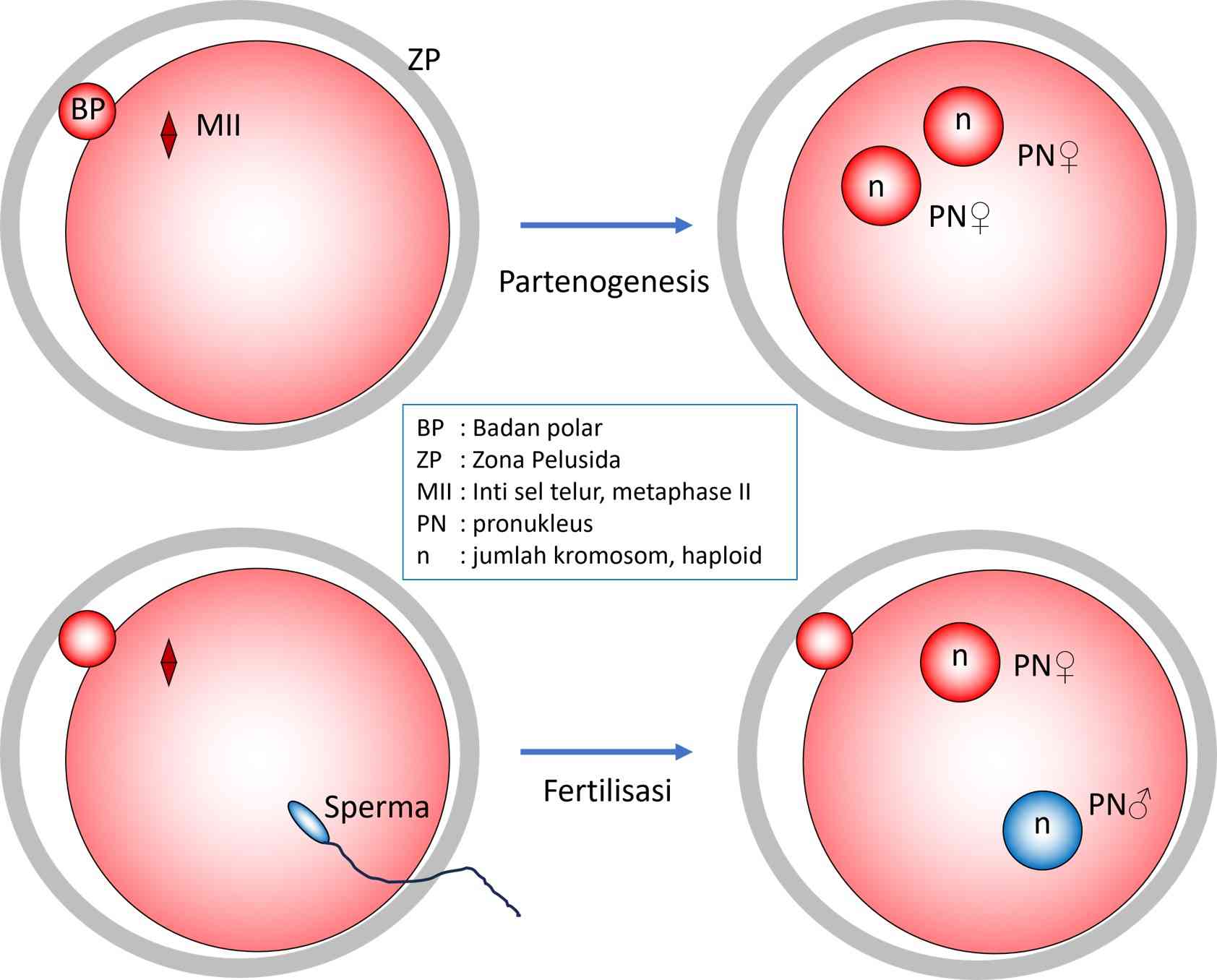 Yetuk porno yulduz Klaudiya