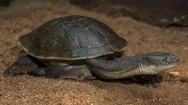 Jojalar onlayn porno videolar kamming Ilmiy-fantastik komediya porno filmlar