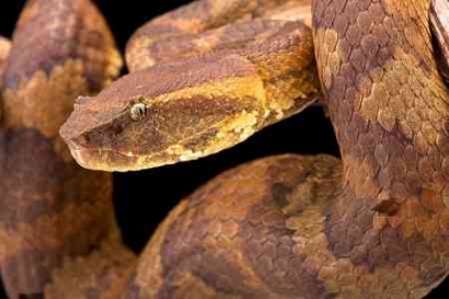 Rus tiliga tarjima bilan shved porno film Homilador chivin porno