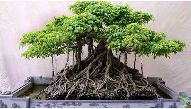 Tanaman bonsai beringin - Kompasiana.com