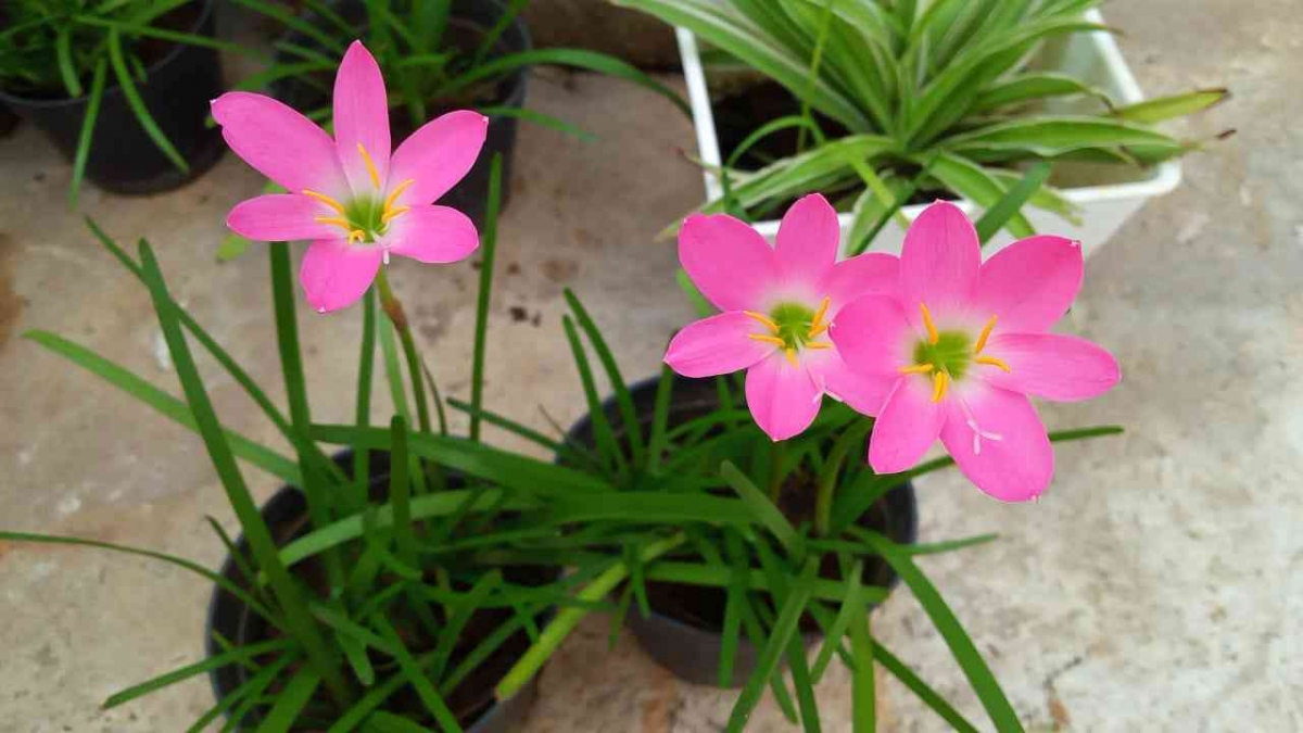 Bunga Lily Hujan: Keajaiban alam yang menghiasi musim hujan