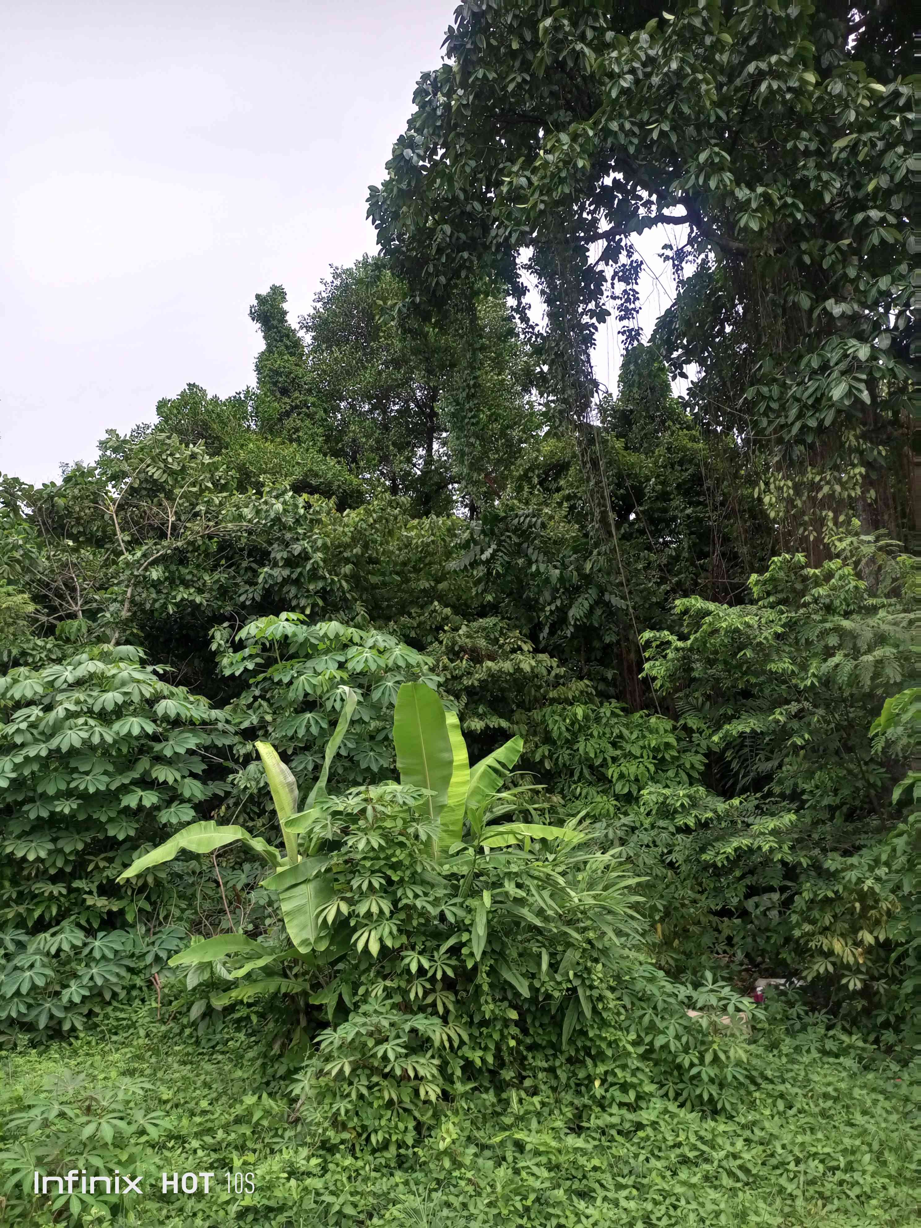 Peran Kritis Hutan Lindung: Menjaga Keseimbangan Ekosistem Dan Hidup ...