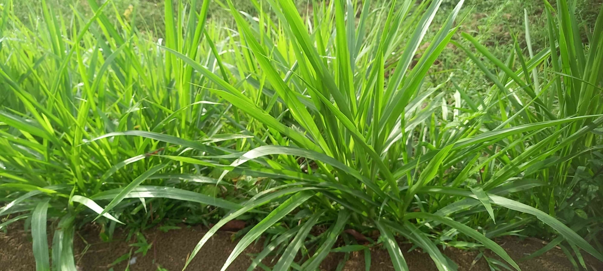 Jenis2 Rumput 5 Jenis Rumput yang di Rekomendasikan sebagai Rumput Penguat Teras ...