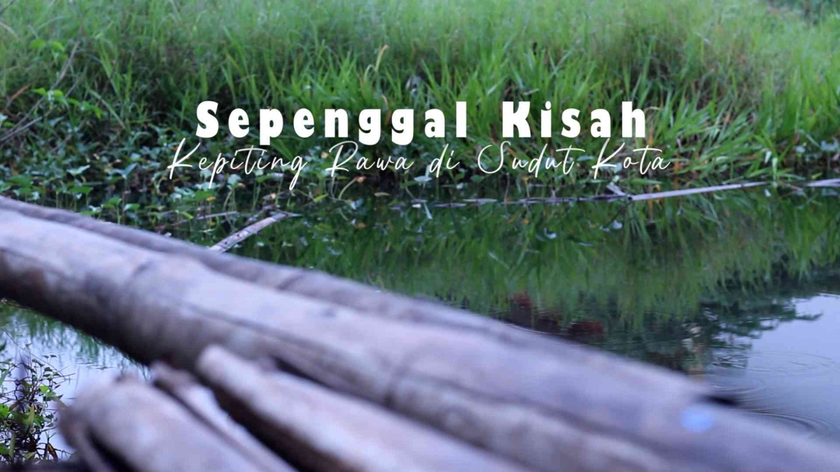 Sepenggal Kisah Kepiting Rawa di Sudut Kota oleh agus hendrawan ...