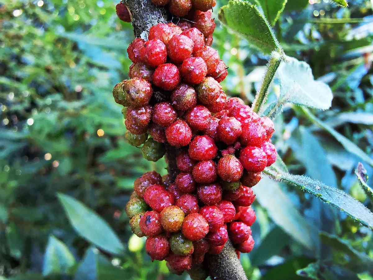 Pemanfaatan Andaliman (Zanthoxylum Acanthopodium) Sebagai Bahan ...