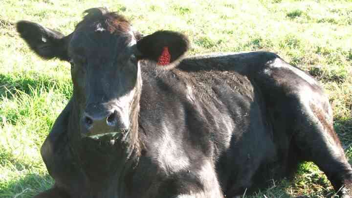 Sapi Demam Bovine Ephimeral Fever atau Demam Tiga Hari pada Sapi dan Kerbau ...