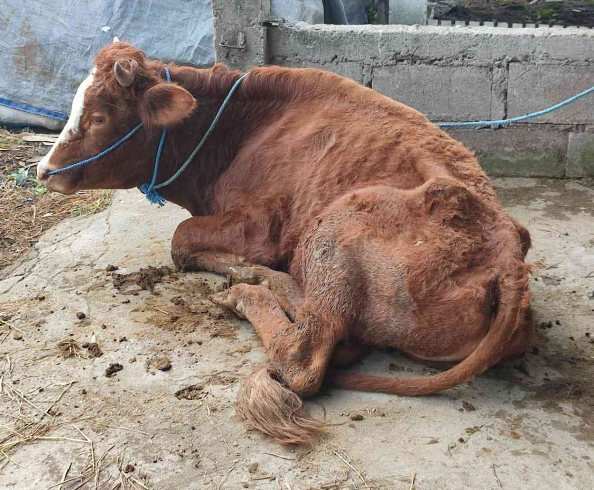 Edema Pada Sapi Penyakit Sapi Gila (Bovine Spongiform Encephalopathy): Diagnosa, Gejala ...