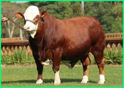 Panduan Perawatan Sapi dari Lahir sampai Dewasa Siap Produksi atau Jual 2 Sapi: Hewan Ternak Penting dengan Segudang Manfaat Halaman all - Kompasiana.com