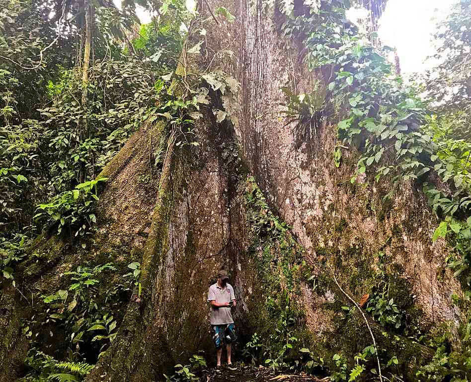 Pohon Randu Alas di Klaten Ukurannya 5 Kali Besar Manusia Halaman 1 ...