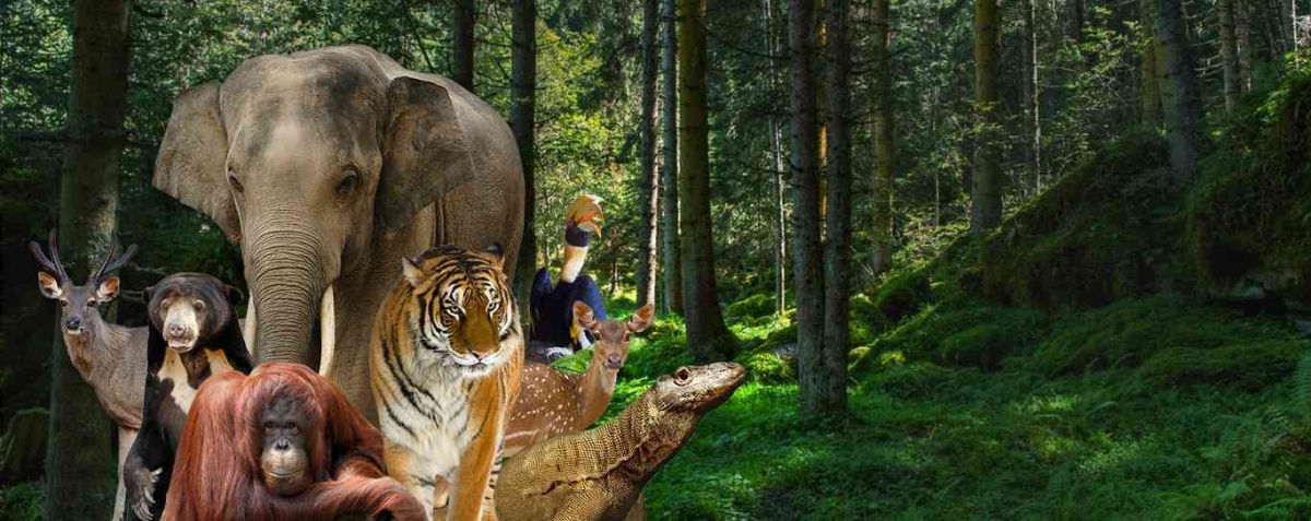 Ke Rang Simak Mau ke Ragunan? Simak Jam Buka, Harga Tiket, dan Fasilitas Unggulan ...
