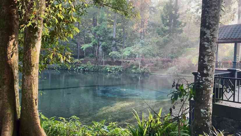Menjaga Harmoni Alam: Eksplorasi Agroforestri Kopi di Sekitar Telaga ...