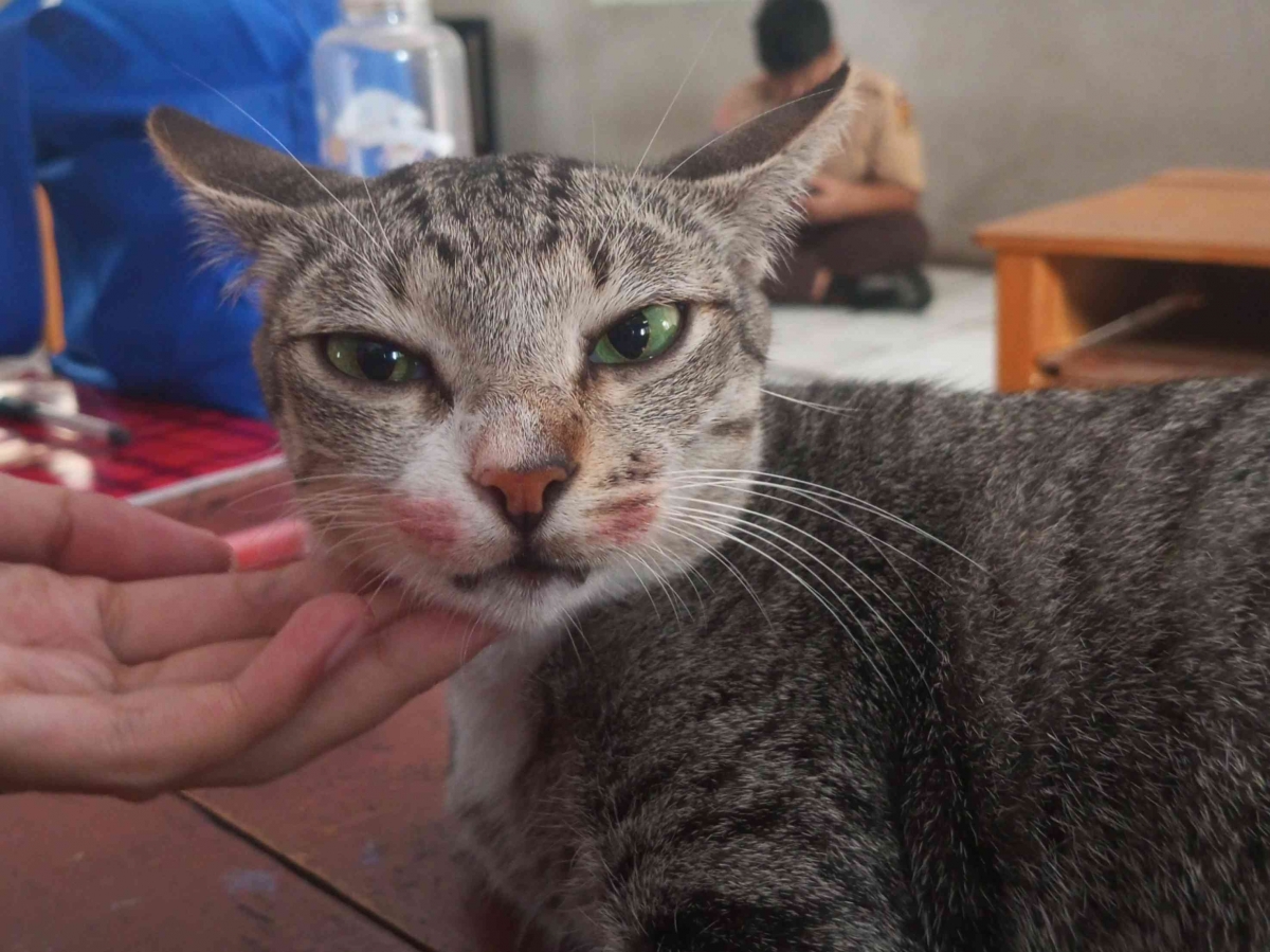 Umur Rata Rata Kucing Berapa lama rata-rata usia Kucing: Apa yang menentukan panjang usia ...