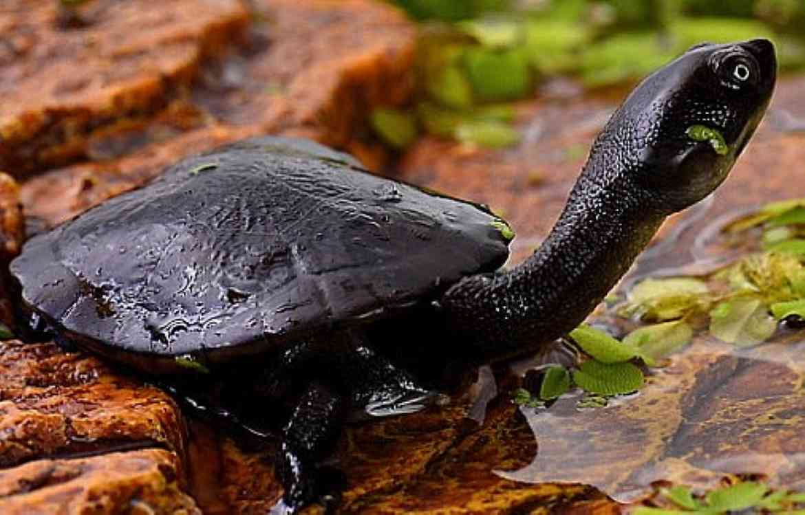 Eksotisme Kura-Kura Leher Ular: Satu-Satunya Spesies Endemik Dunia, Berumah  di Rote Ndao Halaman 1 - Kompasiana.com