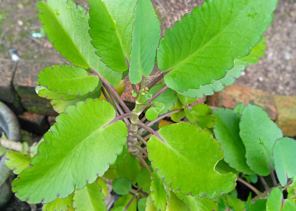 khasiat daun raja bangun sebagai penurun demam: tradisi yang perlu ...