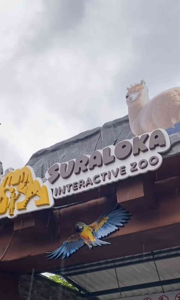 Dari Ketinggian Merapi ke Kedalaman Laut: Kebun Binatang Unik di Lereng ...