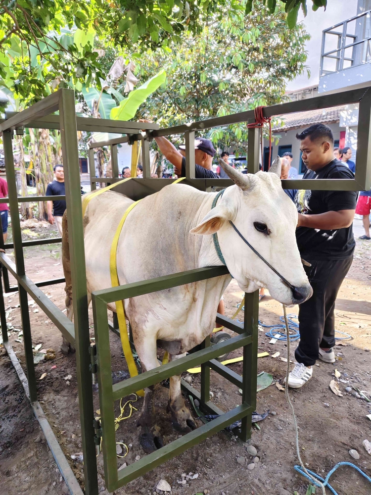 Alat Sapi Inovasi Alat Penumbang Sapi, Ga Ada Lagi Sapi Kabur! - Kompasiana.com