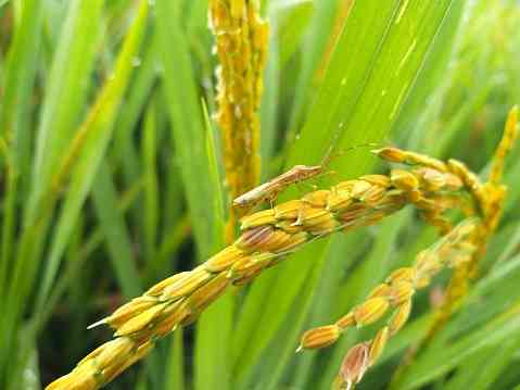 Calista Rice Attack How to Create Rice Varieties Resistant to Grasshopper Attacks Halaman 1 ...