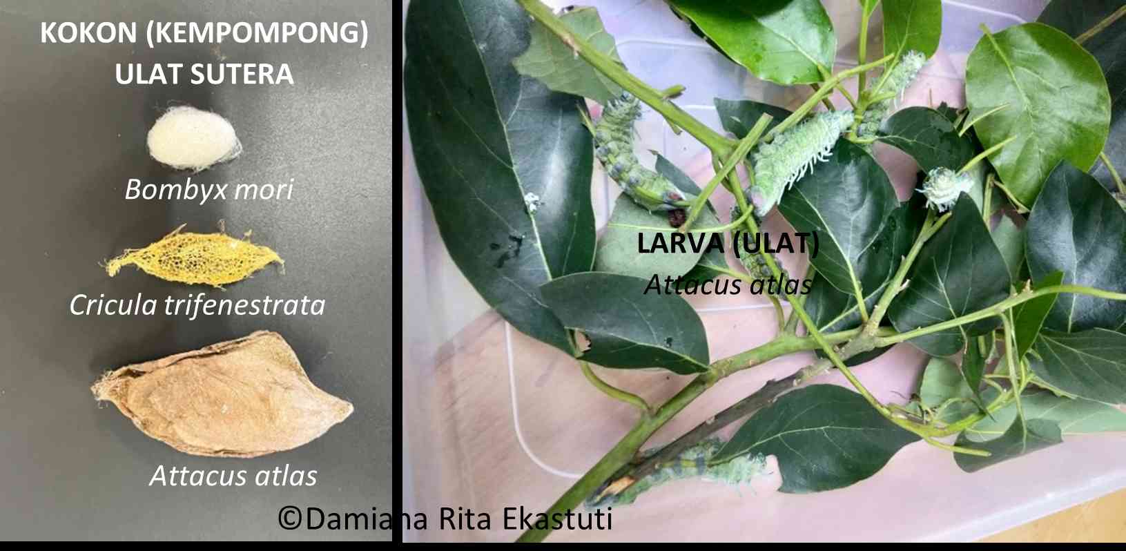 Timati Kseniya Sobchak bilan jinsiy aloqa